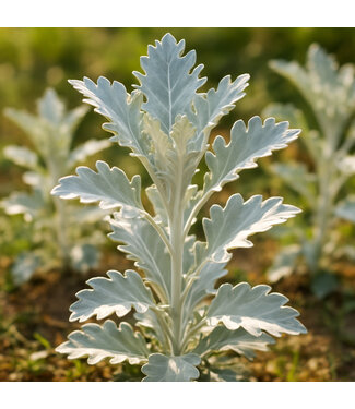Centaurea Mercury 1 gal