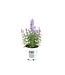 Nepeta Cat's Meow 1gal | Tapis de fleurs bleu lavande pour jardins lumineux