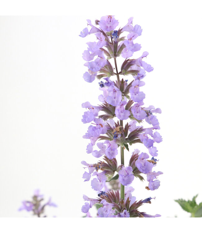 Nepeta Cat's Meow 1gal | Tapis de fleurs bleu lavande pour jardins lumineux