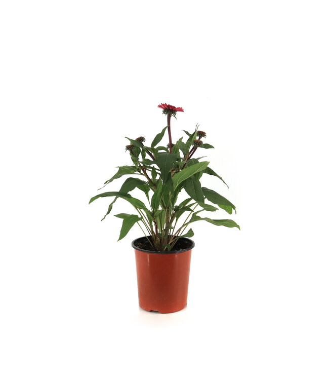 Echinacea Double scoop watermelon Deluxe 1 gal | Explosion de couleur au melon d'eau