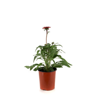 Echinacea double scoop Strawberry deluxe 1 gal