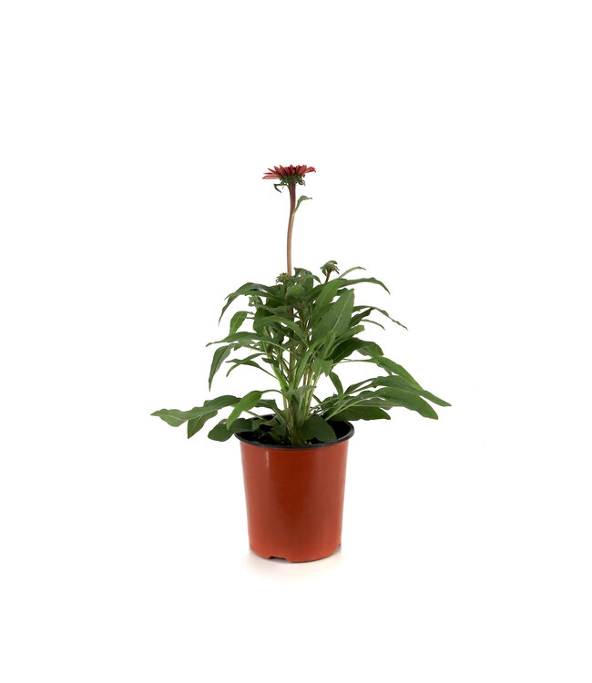 Echinacea double scoop Strawberry deluxe 1 gal | Un tourbillon rouge fraise