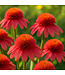 Echinacea Double scoop watermelon Deluxe 1 gal | Explosion de couleur au melon d'eau