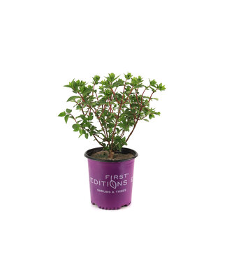 Hydrangea Berry White 2 gal