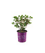 Hydrangea Berry White 2 gal