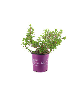 hydrangea sundae fraise 2gal