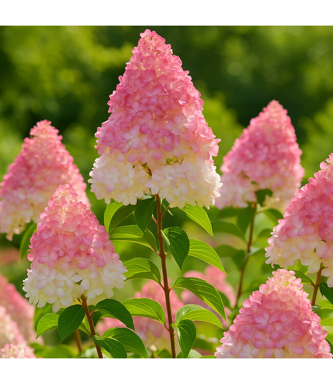 Hydrangea Sundae Fraise 2gal | Floraison ombrée blanc‑rose à rouge, compact et rustique