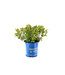 Weigela Date Night Crimson Kisses 2 gal