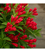 Weigela Date Night Crimson Kisses 2 gal | Arbuste compact et remontant, fleurs rouges écarlates