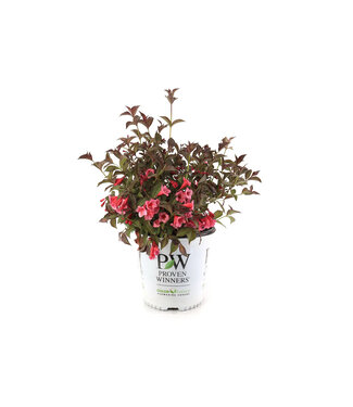 Weigela Sonic Bloom Wine 2 gal