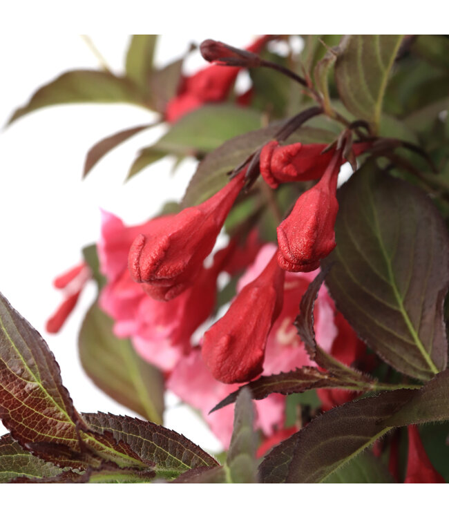 Weigela Sonic Wine 2 gal | Feuillage pourpre, fleurs rose‑gomme