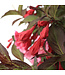 Weigela Sonic Wine 2 gal | Feuillage pourpre, fleurs rose‑gomme