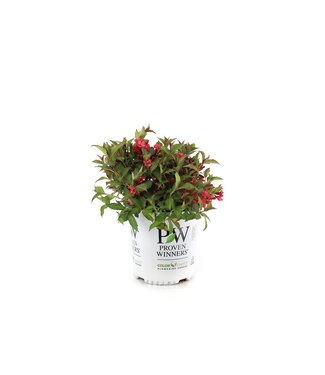 Weigela Sonic Bloom Punch 2 gal