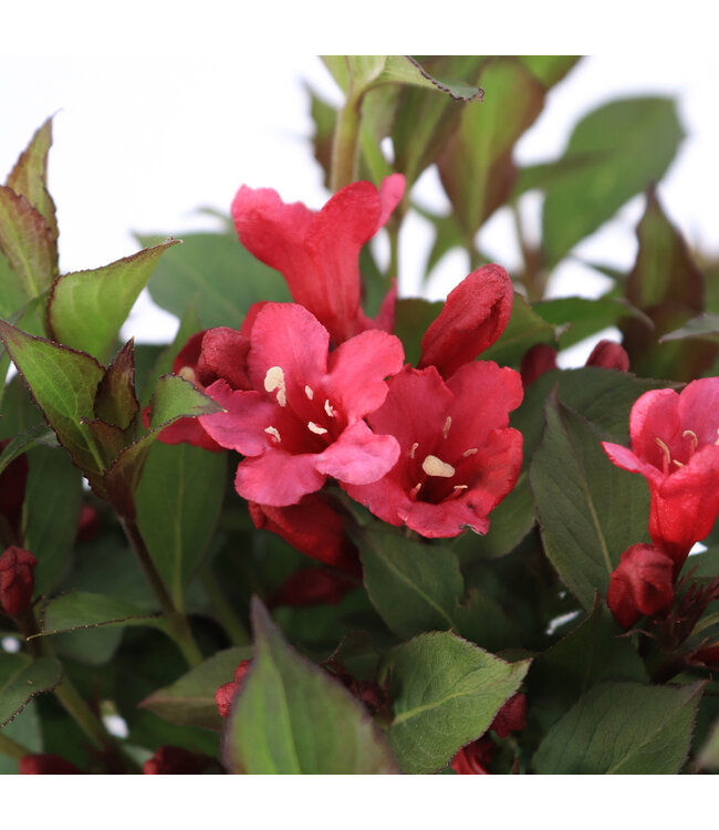 Weigela Sonic Punch 2 gal | Explosion florale rose fuchsia