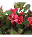 Weigela Sonic Punch 2 gal | Explosion florale rose fuchsia