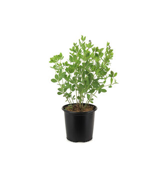 Baptisia American Goldfinch 2 gal