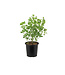 Baptisia American Goldfinch 2 gal | Lupin indigo jaune doré, floraison abondante & facile