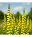 Baptisia American Goldfinch 2 gal | Lupin indigo jaune doré, floraison abondante & facile