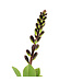 Baptisia Grape Escape 2 gal | Lupin sauvage violet profond, épis élégants & gousses décoratives