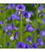 Baptisia Grape Escape 2 gal | Lupin sauvage violet profond, épis élégants & gousses décoratives