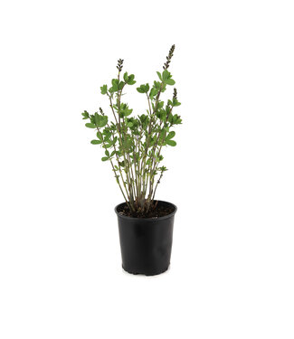 Baptisia Grape Escape 2 gal