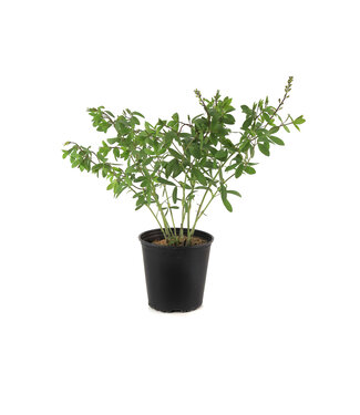 Baptisia Plum Rosy 2 gal