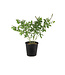 Baptisia Plum Rosy 2 gal | Lupin vivace bicolore mauve‑rose & blanc