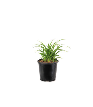 Hemerocallis Bridget 2 gal