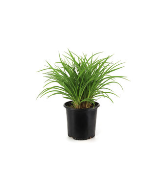 Hemerocallis Happy Return 2 gal