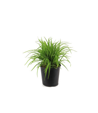 Hemerocallis Rosy Returns 2 gal