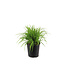 Hemerocallis Rosy Returns 2 gal