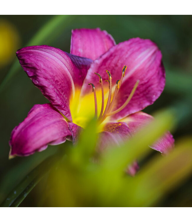 Hemerocallis Swirling Water 2 gal | Lys d’un jour violet‑pourpré, coeur lumineux & floraison miraculeuse