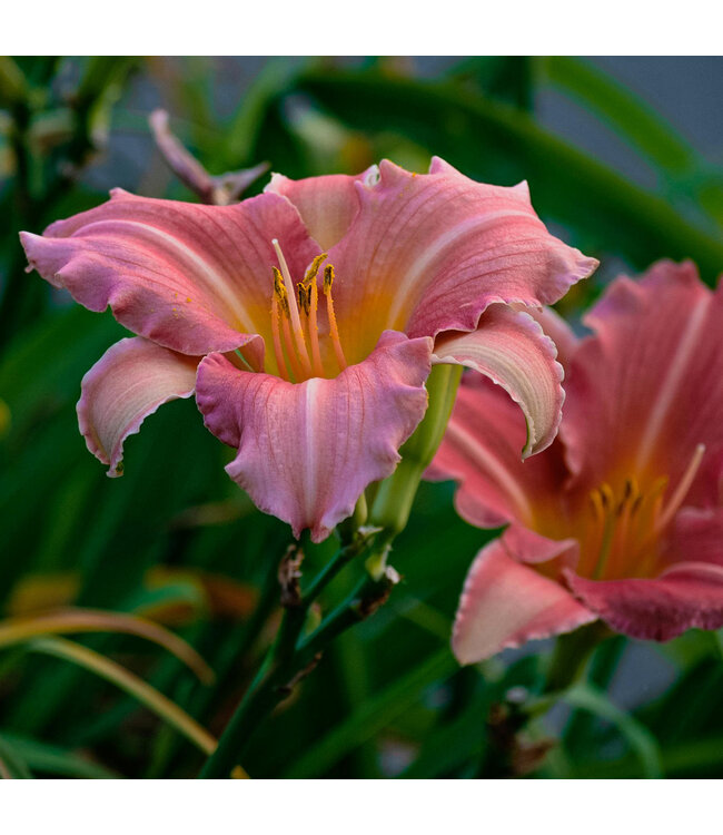 Hemerocallis Rosy Returns 2 gal | Lys d’un jour rose tendre