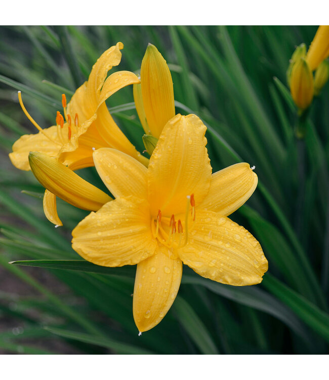 Hemerocallis Happy Return 2 gal | Lys d’un jour jaune citron, floraison prolongée & facile