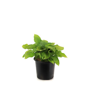 Hosta Guacamole 2 gal