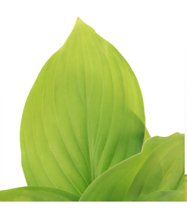 Hosta Guacamole 2 gal | Vivace d’ombre au feuillage chartreuse lumineux & fleurs parfumées