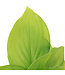 Hosta Guacamole 2 gal | Vivace d’ombre au feuillage chartreuse lumineux & fleurs parfumées