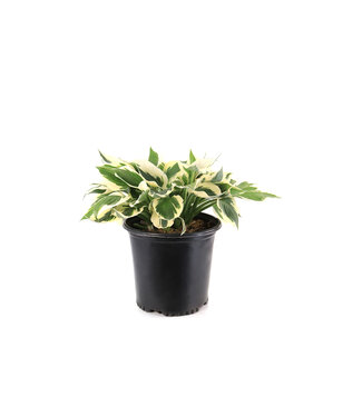 Hosta Patriot 2gal