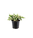 Hosta Patriot 2gal | Vivace d’ombre au feuillage vert intense bordé blanc