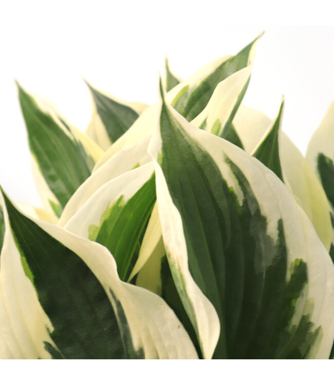 Hosta Patriot 2gal | Vivace d’ombre au feuillage vert intense bordé blanc