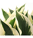 Hosta Patriot 2gal | Vivace d’ombre au feuillage vert intense bordé blanc