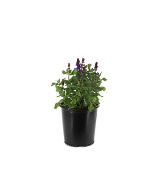 Salvia Blue Marvel 2 gal