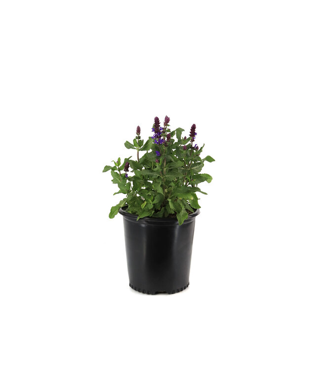 Salvia Blue Marvel 2 gal | Vague florale violette intense, floraison estivale généreuse & facile à cultiver