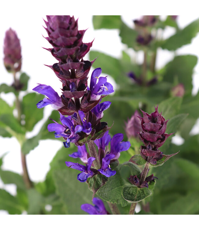 Salvia Blue Marvel 2 gal | Vague florale violette intense, floraison estivale généreuse & facile à cultiver