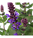 Salvia Blue Marvel 2 gal | Vague florale violette intense, floraison estivale généreuse & facile à cultiver
