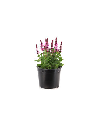 Salvia Rose Marvel 2 gal