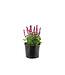 Salvia Rose Marvel 2 gal