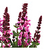 Salvia Rose Marvel 2 gal |  Épis floraux rose vif, floraison continue de l’été à l’automne