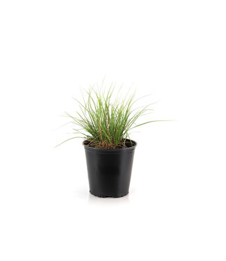 Sesleria Autumnalis 2 gal