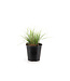 Sesleria Autumnalis 2 gal | Graminée vert chartreuse & épis blancs argentés pour jardin toute saison